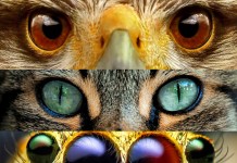 Over the Rainbow – Other Worlds Seen by Animals