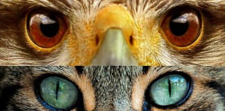 Over the Rainbow – Other Worlds Seen by Animals